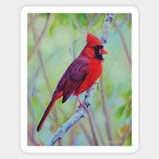 Northern Cardinal in Spring Sticker